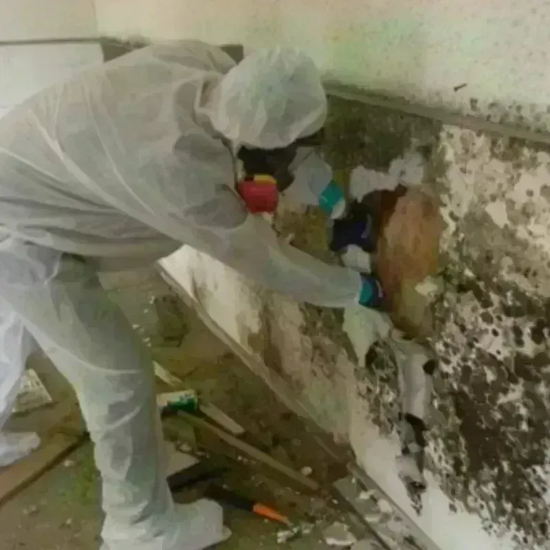 Mold Remediation and Removal in Vinco, PA